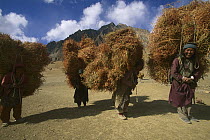 Women carrying dried plants for domestic goats and donkeys, near Lingshet Village, Ladakh, Himalayas, northwest India