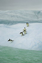 Adelie Penguin (Pygoscelis adeliae) group diving into sea, Dumont d'Urville, east Antarctica