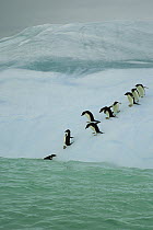 Adelie Penguin (Pygoscelis adeliae) group about to dive into sea, Dumont d'Urville, east Antarctica