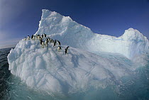 Adelie Penguin (Pygoscelis adeliae) group on sculpted iceberg, Terre Adelie Land, east Antarctica