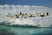 Adelie Penguin (Pygoscelis adeliae) group resting on iceberg, Dumont d'Urville, Terre Adelie Land, east Antarctica