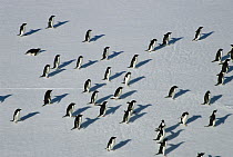 Adelie Penguin (Pygoscelis adeliae) group pack riding ice floes, Dumont d'Urville, Terre Adelie Land, east Antarctica