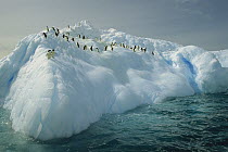 Adelie Penguin (Pygoscelis adeliae) group riding sculpted iceberg, Terre Adelie Land, east Antarctica