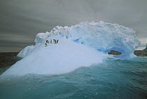Adelie Penguin (Pygoscelis adeliae) group riding sculpted iceberg, Terre Adelie Land, east Antarctica
