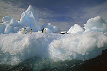Adelie Penguin (Pygoscelis adeliae) group on iceberg, Terre Adelie Land, east Antarctica