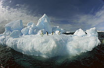 Adelie Penguin (Pygoscelis adeliae) group rest on iceberg, Terre Adelie Land, east Antarctica