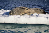 Leopard Seal (Hydrurga leptonyx) sleeping on ice floe, Danco Coast, Antarctica Peninsula, Antarctica