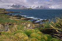 Tussock grass and moss, South Georgia coastline from Albatross Island, Antarctica