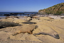 Northern Elephant Seal (Mirounga angustirostris) cool off by flipping sand over themselves, Sea Lion Island, Falkland Islands