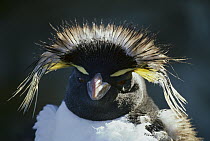 Rockhopper Penguin (Eudyptes chrysocome) molting, Sealion Island, Falkland Islands