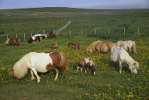 Shetland Pony (Equus caballus) group grazing in a field, Foula Island, Shetland Islands, Scotland
