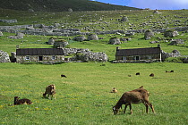 Domestic Sheep (Ovis aries), Soay breed, grazing in the ruins of Hirta Village, St. Kilda, World Heritage Site, Scotland