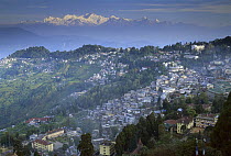 Kangchenjunga at dawn, from below St. Paul's School, view of Darjeeling, most easterly of the world's fourteen 8000 metre peaks, Sikkim Himalaya, India