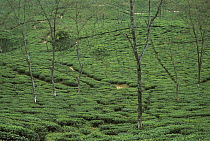 Tea plantation bushes contour along hillside, Darjeeling, India