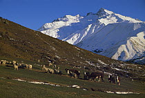 Domestic Sheep (Ovis aries) and cattle feed on hay during the winter season, near Mt. Cook, South Island, New Zealand