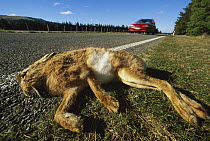 Hare that had been killed by a speeding car, Canterbury, South Island, New Zealand