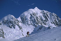 Skiing mountaineer near summit of Von Bulow Peak, Mount Tasman behind, Westland National Park, New Zealand
