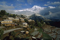 Ghangdrung village with Annapurna South, at 7219 metres, covered in fresh winter snow, Annapurna Conservation Area, Nepal
