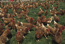 Domestic Chicken (Gallus domesticus) free range organic farm, North Island, New Zealand