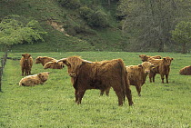 Domestic Cattle (Bos taurus), Highland breed, group on field, North Island, New Zealand