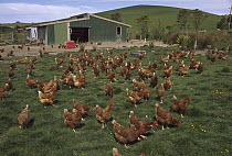 Domestic Chicken (Gallus domesticus) free range organic farm, North Island, New Zealand