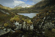 Moss formations on boulders, Tierra del Fuego, Chile