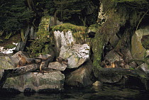 South American Sea Lion (Otaria flavescens) breeding colony, Hoste Island, Tierra del Fuego, Chile