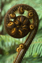 Tree Fern (Dicksonia sp) unfurling fiddlehead frond, Punakaiki, New Zealand