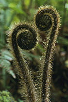 Fern fronds unfurling, Depot Creek, Haast Valley, Mt. Aspiring National Park, New Zealand