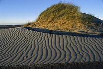 European Beachgrass (Ammophila arenaria) topped dune with rippled sand, Farewell Spit, Golden Bay, New Zealand