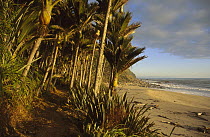 Nikau (Rhopalostylis sapida) palm trees lining Heaphy Track, Kahurangi National Park, New Zealand