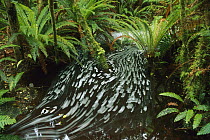 Crown Fern (Blechnum discolor) and stream, Waitutu Forest, South Island, New Zealand