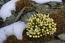 Gentian (Gentiana sp) cluster below Mount Armstrong in early March, New Zealand