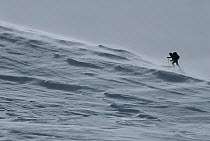 Skiing hiker in the wind, Southern Alps, New Zealand