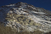 Karsha Gompa monastery after winter snowfall, Kingdom of Zanskar, Himalaya, India