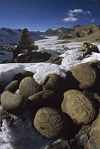 Carved Buddhist mani stones in Zangla, capital of ancient kingdom, Kingdom of Zanskar, Himalaya, India