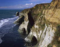Wave sculpted sandstone cliffs near the Whitecliffs Walkway, Tongaporutu, North Taranski, New Zealand