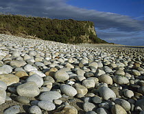 Thousands of rounded granite boulders on the beach at the mouth of the Waitutu River, Fiordland National Park, New Zealand