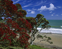 Pohutukawa (Metrosideros excelsa) trees flowering at Cooper's Beach, New Zealand