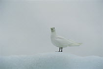 Ivory Gull (Pagophilla eburnea) standing on ice, Spitsbergen, Norway