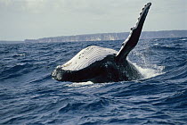 Humpback Whale (Megaptera novaeangliae) breaching, Tonga