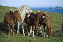 Domestic Horse (Equus caballus) four ponies standing at barbed wire fence, Westman Islands, Iceland