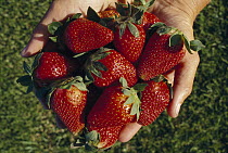 Strawberry (Fragaria x ananassa) collection in hands, cultivated worldwide