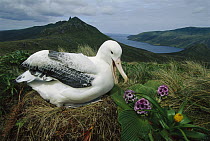 Southern Royal Albatross (Diomedea epomophora) on nest, Campbell Island, New Zealand