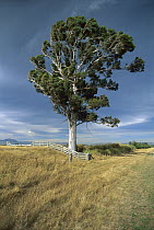 Eucalyptus Tree in the wind, near Waiau, Canterbury, New Zealand