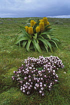 Ross Lily (Bulbinella rossii) and Gentian (Gentiana cerina) group, Enderby Island, New Zealand