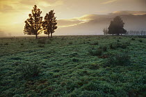 Dawn light over South Island farmland, New Zealand