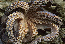 Octopus tentacles showing suckers, New Zealand