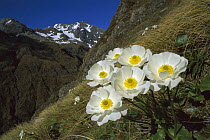 Great Mountain Buttercup (Ranunculus lyallii) on flanks of Mount Rolleston, Arthur's Pass National Park, New Zealand