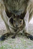 Wallaby joey in pouch, Australia